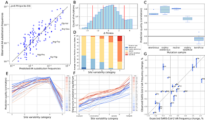 Mutational bias shapes protein evolution across RNA viruses