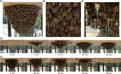 3D Imaging of Honeybee Swarm Assembly and Disassembly