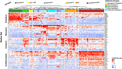 Defining early human developmental identity: A curated, cross-platform marker framework