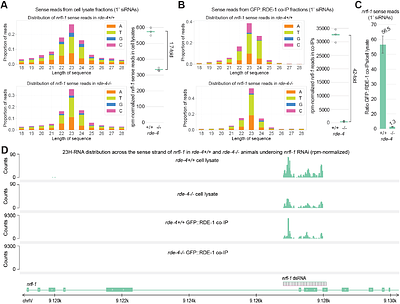 Argonaute-siRNA loading via the RNA-binding protein RDE-4 in C. elegans