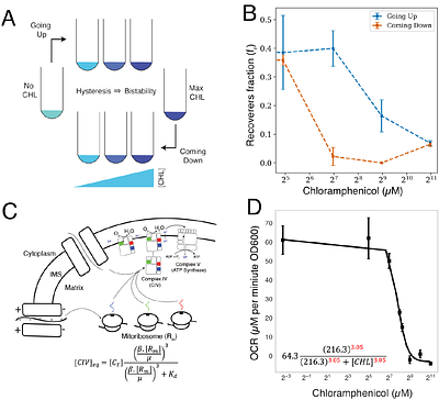 Competition between mitochondrial and cytosolic ribosomes produces a bistable metabolic switch