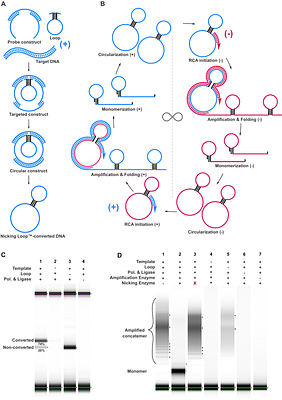 Nicking Loop™: An infinite amplification of single-stranded circular DNA