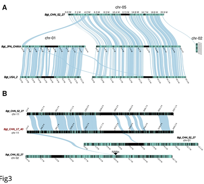 Combining pangenomics and population genetics finds chromosomal re-arrangements, accessory-like chromosome segments, copy number variations and transposon polymorphisms in wheat and rye powdery mildew