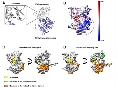 Single-Stranded nucleic acid binding enhances the in vitro catalytic activity of Chikungunya virus nsP2 protease