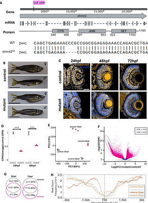 Loss of Ehmt2/G9a function in zebrafish is associated with global deficiency in H3K9 dimethylation, misregulated cell cycle dynamics, and embryonic developmental delay