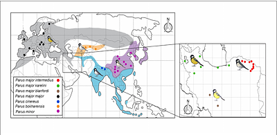 An introgressed haplotype decouples phenotype from genome-wide ancestry
