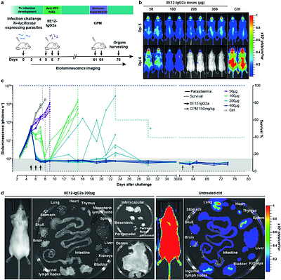 Cure of experimental Trypanosoma vivax infection with a single dose of an unmodified antibody-based drug targeting the invariant flagellum cell surface protein IFX
