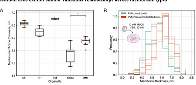 In situ evidence for systematic membrane thickness variation across cellular organelles