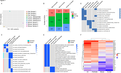 Cardiac Adaptations in the Cave Nectar Bat Eonycteris spelaea: Insights into Metabolic Resilience and Stress Response