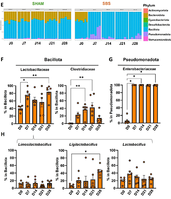 Early Colonic and Microbial Responses Precede Hyperphagia in Short Bowel Syndrome: Insights from a Rat Model