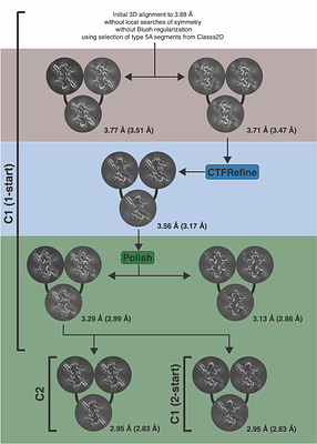 On the Polymorph-Selection Determinants of α-Synuclein Amyloid Fibrils Studied at Atomic Resolution