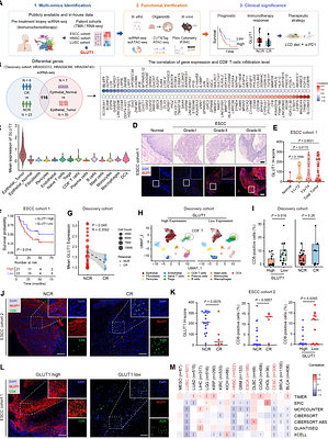 High glucose confers senescence resistance via GLUT1 epigenetic rewiring to blunt immunotherapy responses in esophageal squamous cell carcinoma