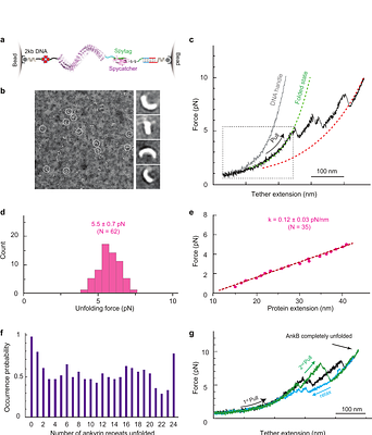 Nonlinear compliance of NompC gating spring and its implication in mechanotransduction