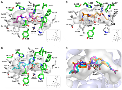 Derivatization of the non-ribosomal peptide pyrrolizixenamide using NRPS engineering