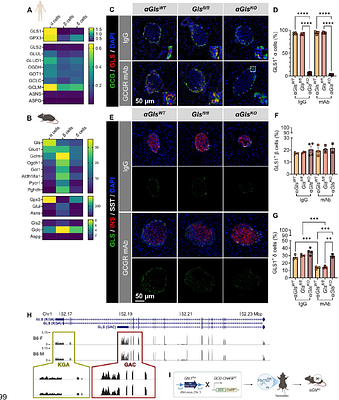 Glutamine Metabolism Supports α cell Mass and Glucagon Secretion