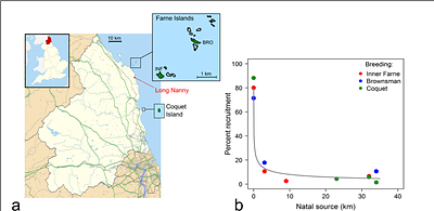 Natal philopatry, dispersal and age of first breeding in relation to size and sex of Arctic Terns Sterna paradisaea