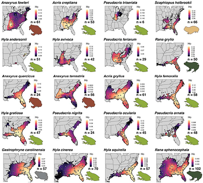 Mapping frog genomic diversity on a continental scale