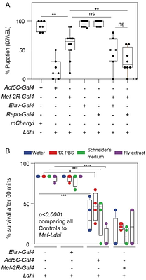 Drosophila melanogaster lactate dehydrogenase deficiency recapitulates the exercise intolerance of human glycogen storage disease type XI