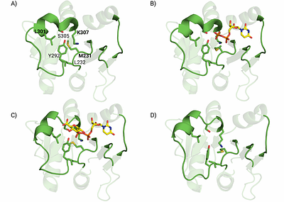 Conformation-Dependent Donor Selectivity in the Xanthan Gum Glycosyltransferase GumK Revealed by AI-Based Docking