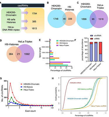 Characterization of Chromatin-Associated Circular RNAs (cacRNAs)
