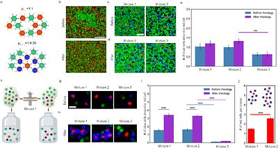 Tuning viscoelasticity and fine structure of living materials via synthetic adhesion logic and rheological perturbations