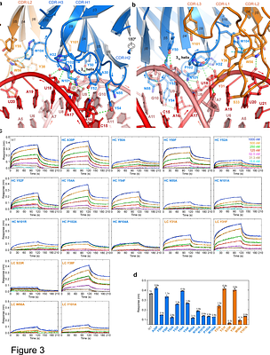 Specificity and mechanism of the double-stranded RNA-specific J2 monoclonal antibody