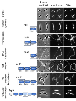 Analysis of Essential Genes in Clostridioides difficile by CRISPRi and Tn-seq