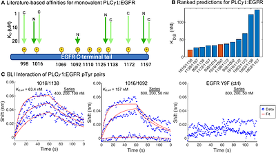 Mechanistic modeling identifies emergent properties of tandem SH2 domain interactions