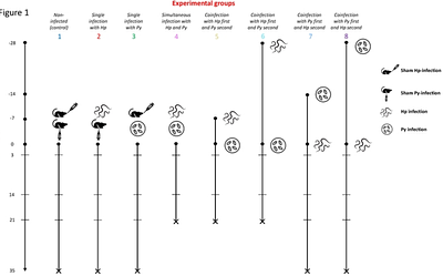 Parasite virulence in coinfected hosts: the importance of infection order
