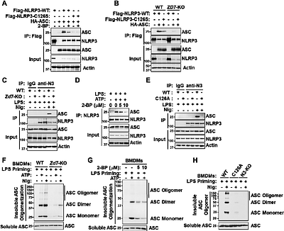 NLRP3 Cys126 palmitoylation by ZDHHC7 Promotes Inflammasome Activation