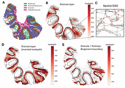 Decoding the causal drivers of spatial cellular topology