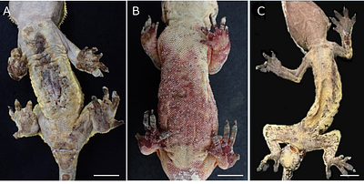Dermatomycosis associated with Nannizziopsis arthrosporioides in a breeding colony of gecko (Correlophus ciliatus and Rhacodactylus auriculatus).