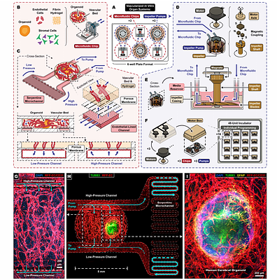 Physiological perfusion of human vasculature reveals a YAP/TAZ-Apelin switch linking intraluminal flow to endothelial state transitions and vessel remodeling