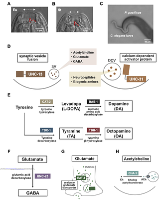 Glutamate, GABA, and dense-core vesicle secretion regulate predatory feeding in the nematode Pristionchus pacificus