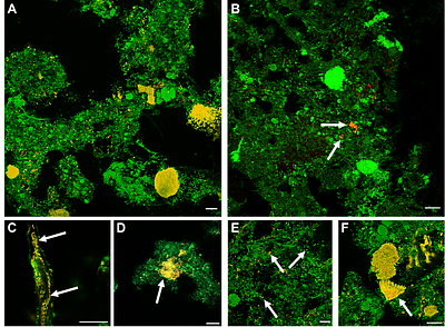 From soil to sea: unravelling the metabolic versatility and social dynamics of Myxococcota bacteria from different Danish environments