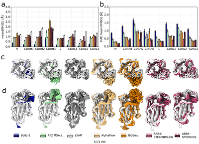 Sampling antibody conformational ensembles withABodyBuilder4-STEROIDS