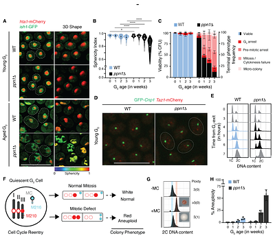 Transcription termination safeguards quiescent chromatin for faithful cell-cycle re-entry