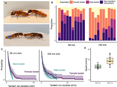 Observation of tandem running behavior in mating pairs of Asian dampwood termite, Hodotermopsis sjostedti