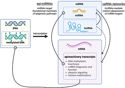 Cross-talk among miRNAs, lncRNAs, and DNA methylation in three coral species reveal conserved epigenetic regulatory architecture