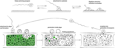 A parasitic flagellate among the Nucleariae: a new perspective on the phylogeny of Holomycota (Opisthokonta)