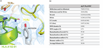 Robust TCR production for the structural study of TCR-pMHC complexes