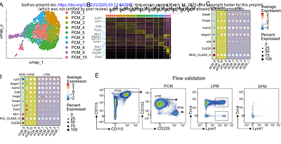 Targeted delivery of RNA-based therapeutics enables functional analysis of macrophage subpopulations