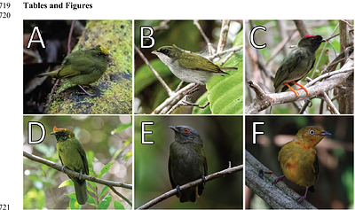 Developmental evolution of social signals in the delayed plumage maturation of manakins (Aves: Pipridae)