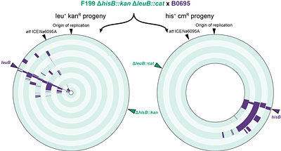 Horizontal transfer of chromosomal DNA mediated by an integrative and conjugative element generates frequent localized recombination in Novosphingobium aromaticivorans