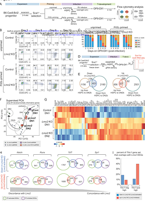 T cell development from expanded hematopoietic progenitors reveals progression control by Lmo2, Erg, Spi1, Hoxa9, and Meis1
