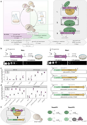 YeastIT: Reducing mutational bias for in vivo directed evolution using a novel yeast mutator strain based on dual adenine-/cytosine-targeting and error-prone DNA repair