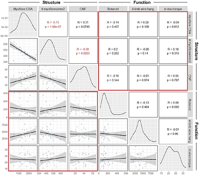 Regimen-dependent glucocorticoid effects improve muscle performance without altering CNS physiology in mdx mice