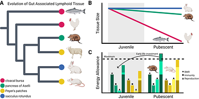 Gene expression reveals the pancreas of Aselli as a critical organ for plasma cell differentiation in the common shrew