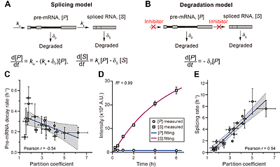 RNA localization to nuclear speckles follows splicing logic