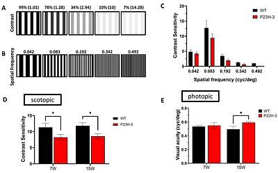 Characterising retinal function with optomotor visual performance in P23H rodent models of retinitis pigmentosa